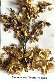 125 Алексеенко Теона